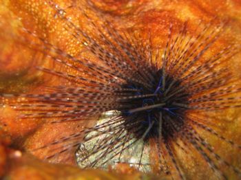 Sea Urchin in cozumel by Gil Ben-Meir 